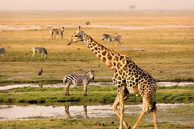 Best of Kenya Safari